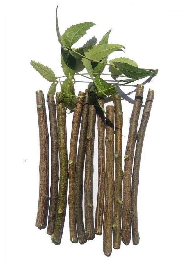 PS SHEVIN® Pack of 40 Pieces Ayurvedic Natural Organic Neem Datun (Moti Datun) Organic Toothbrush Nim Tree Twigs Chew Sticks for Brushing Teeth Removes Bad Breath,Toothpaste (Fresh,NMA13 - Image 3